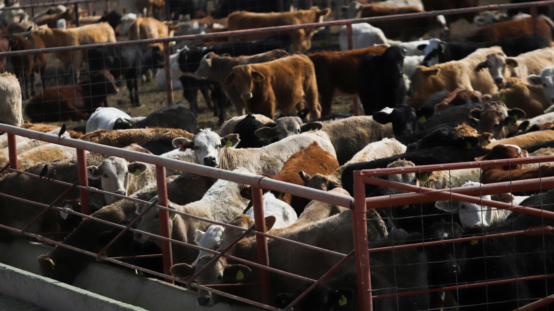 FDA approves Merck drug for decimated cattle herds to stop screwworm